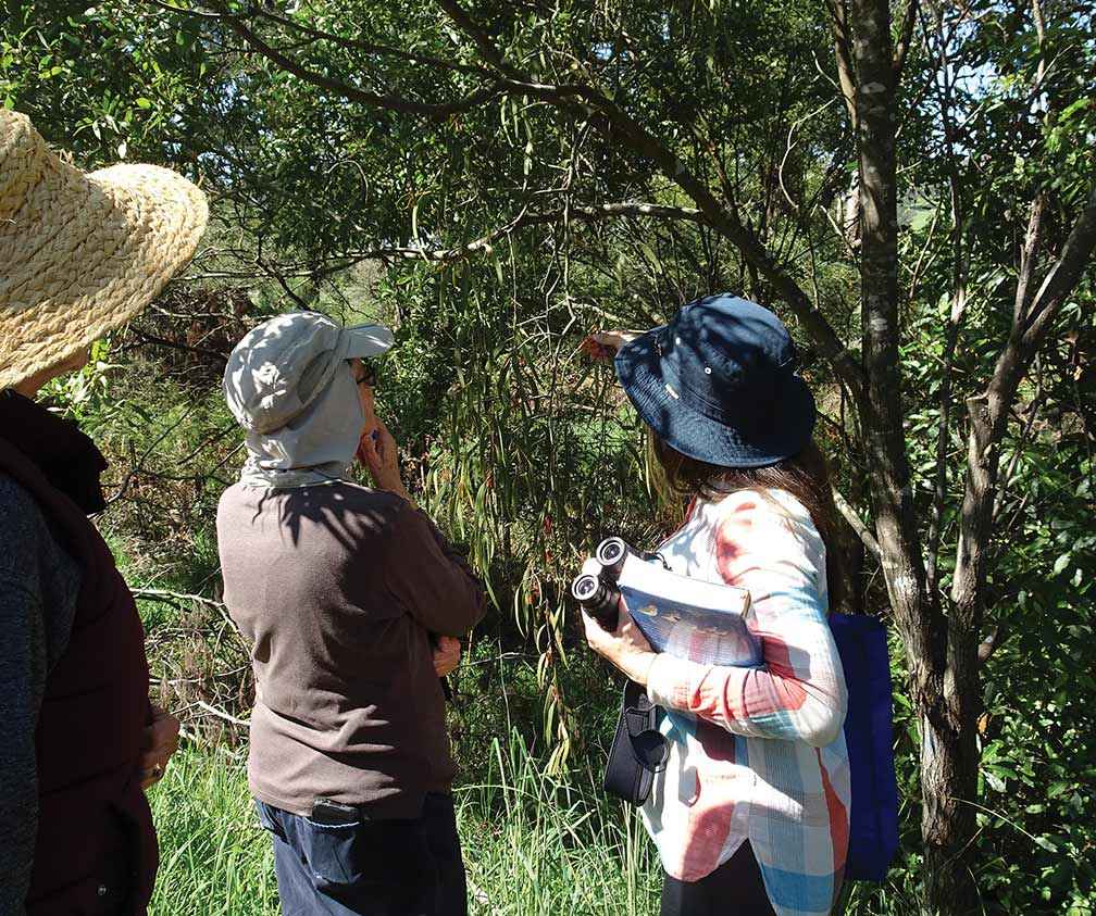 Members of the Nerrena/Tarwin Valley Landcare Group discussing mistletoe at a recent bird monitoring session.