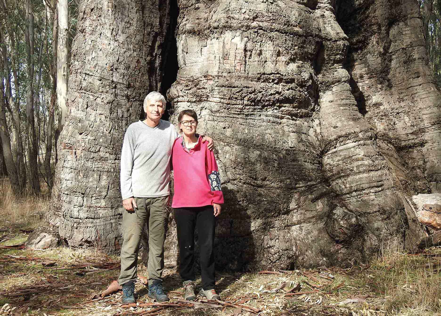 Clive and Catherine Carlyle with the joint largest measured river red gum in Australia on their property at Fyans Creek.