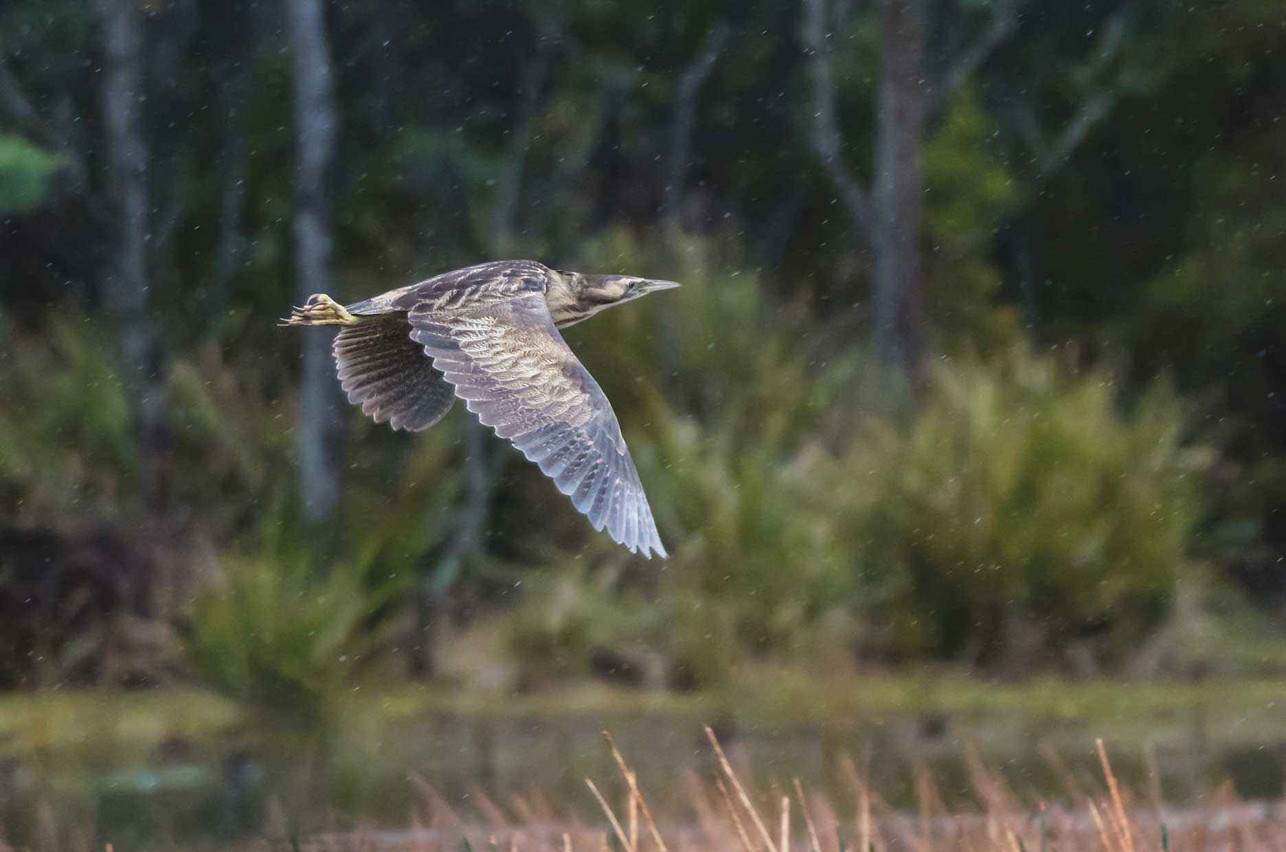 An Australasian bittern in flight over a wetland. 