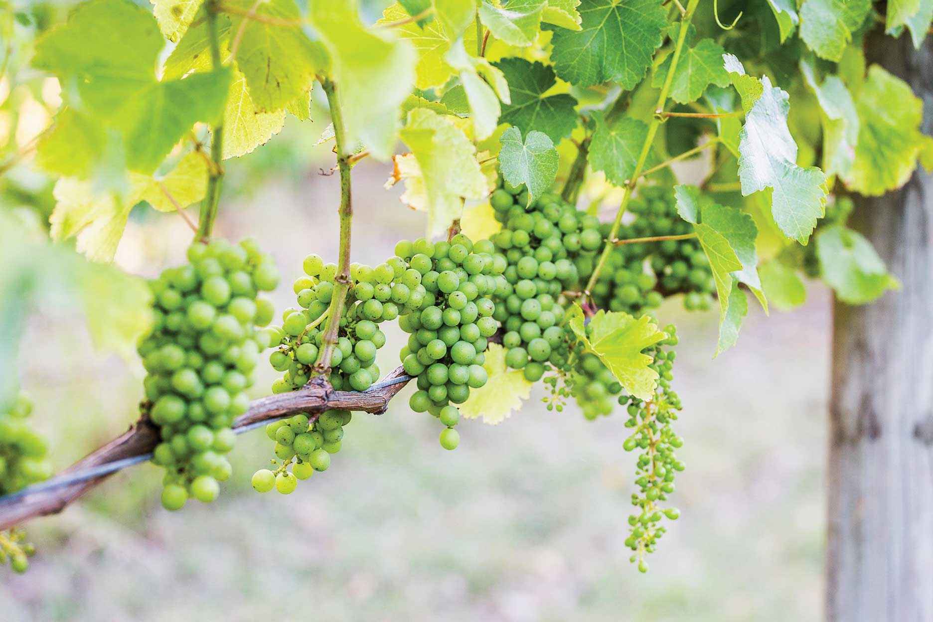 Grapes at Nazaaray Estate winery, Flinders. Winemakers are meticulous in their measurement of grape sugar content leading up to harvest. Their records demonstrate that wine grapes in Australia are ripening earlier.