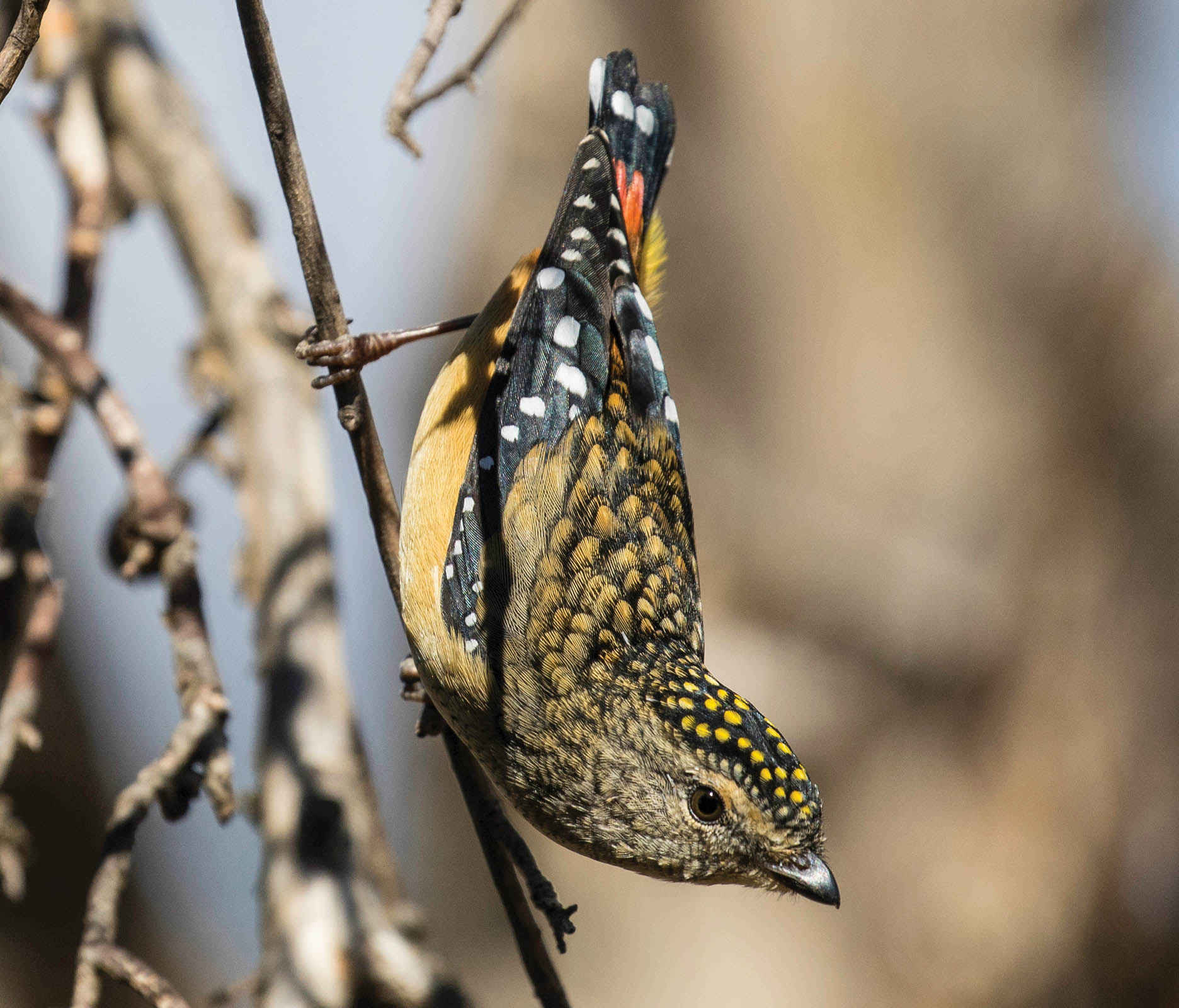 A female Spotted Pardalote at Newstead.