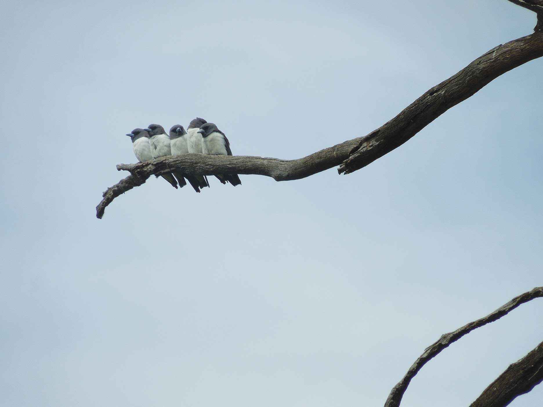 Kyabram Urban Landcare Group held a recent event on enhancing native birds in the environment. Birds like these white-breasted woodswallows that have been observed returning to the restored Landcare sites at Ern Miles Reserve were the focus of the event.<br />
