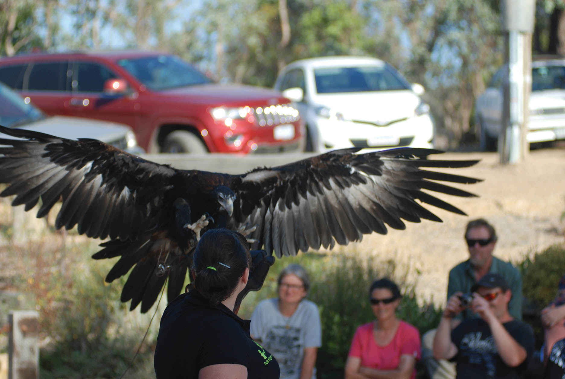 A flight display of birds of prey and an expert guest speaker encouraged people to attend the Christmas Hills Landcare Group’s annual general meeting.