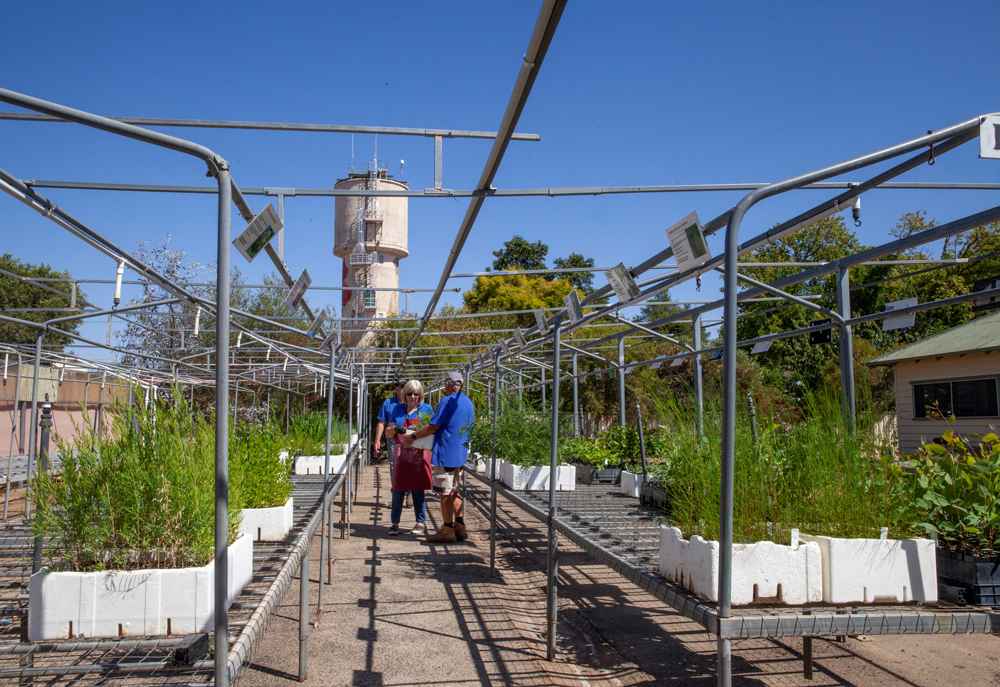 Seedlings are sun hardened at the Goulburn Valley Tree Group nursery in Tatura before being offered for sale.