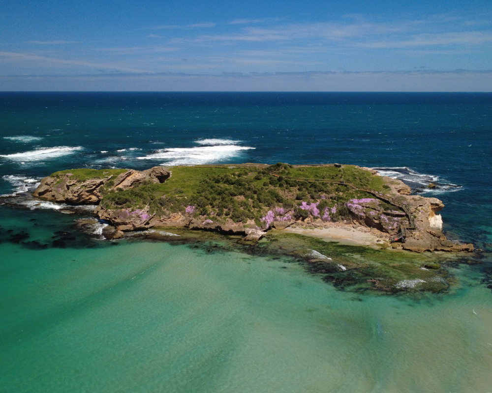 Middle Island’s pink flowers in bloom. Photo: Warrnambool City Council.