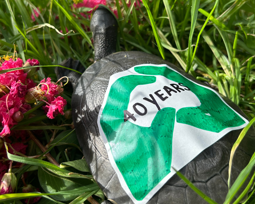 Turtles Albury Wodonga uses innovative methods including conditioned taste aversion (CTA) to support the species. CTA teaches foxes to associate turtle eggs with nausea – helping reduce predation.