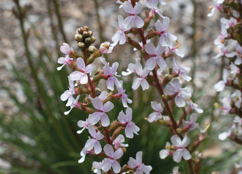 Grass-leaved trigger plant (Stylidium graminifolium).