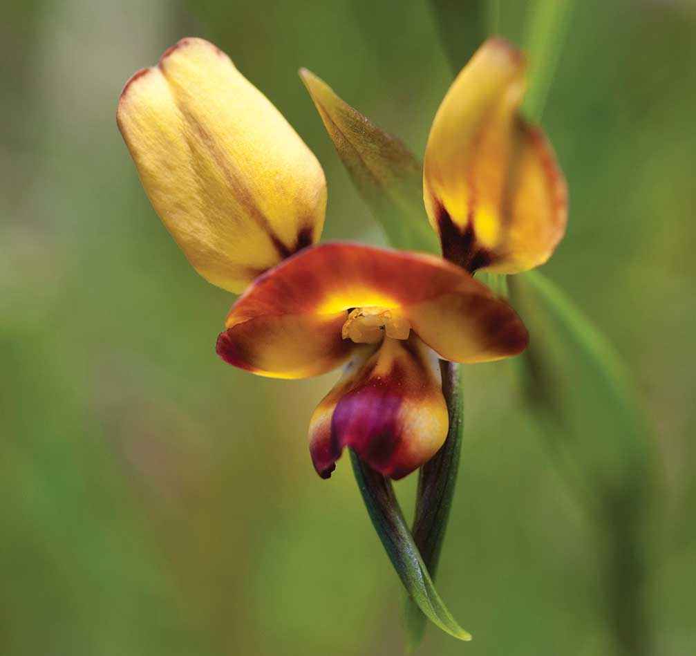 Wallflower orchid (Diuris orientis).