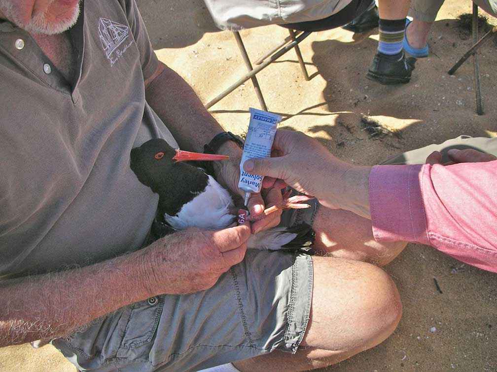 A pied oystercatcher having a leg flag applied at Rhyll on Phillip Island in 2013. This bird was recorded again in 2014 and 2016. 