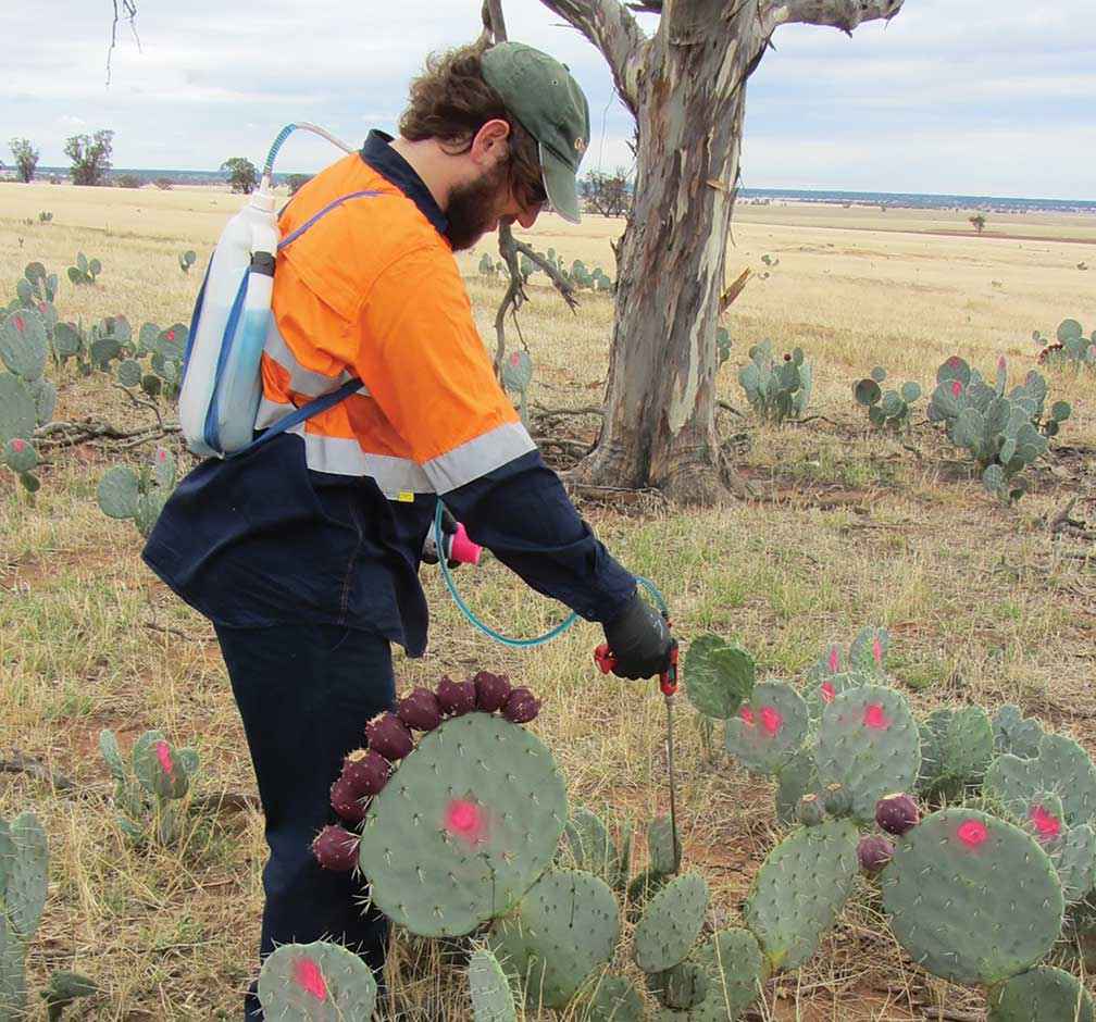 A DEP crew member injecting wheel cactus at Buckrabanyule in 2017.