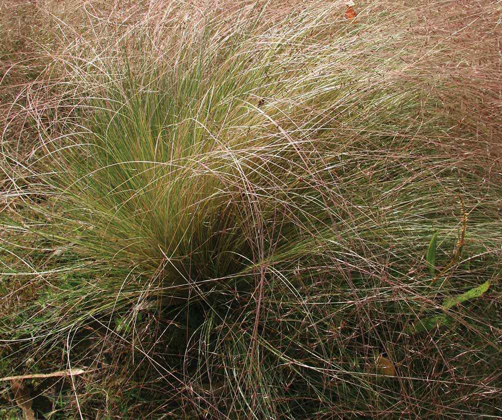 Serrated tussock can produce up to 10,000 seeds per plant per year.