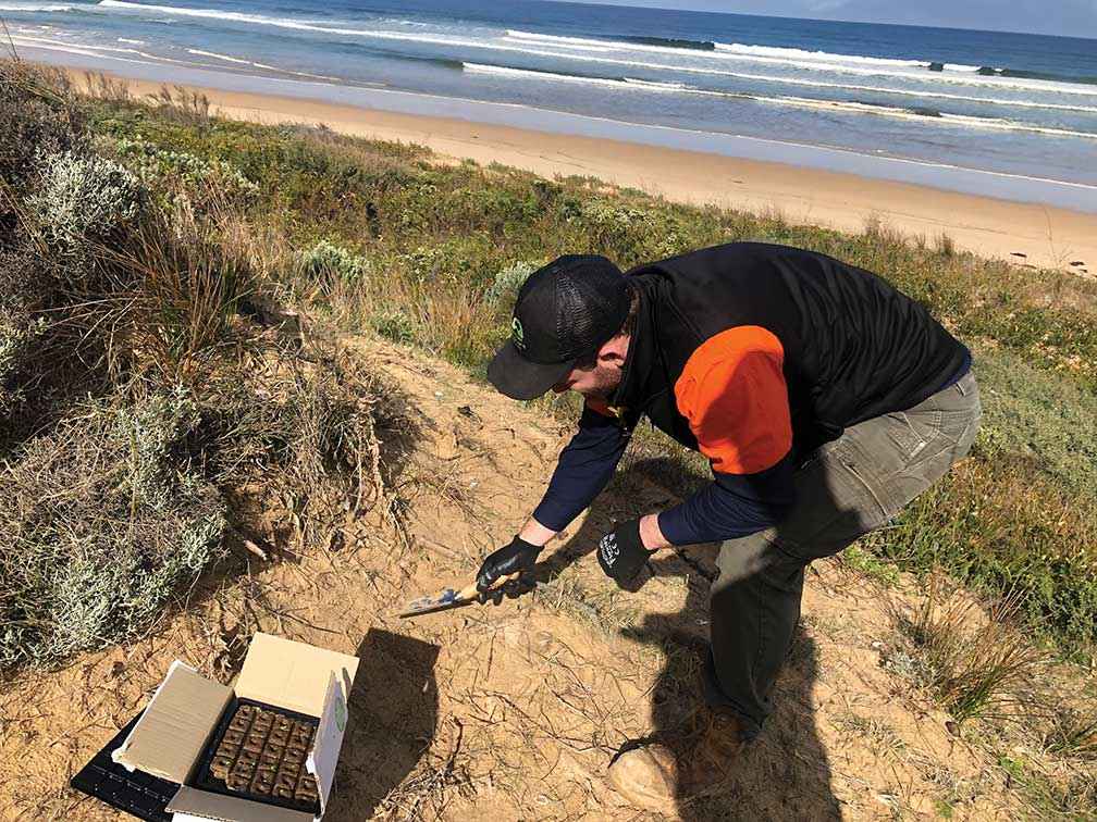 Jason Good, Bass Coast Landcare Network’s Pest Plant and Animal Team Leader, laying 1080 bait for foxes along the Bunurong coast at Tarwin South.