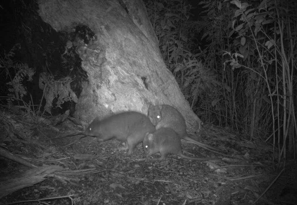 Endangered long-footed potoroos are benefitting from the expansion of the Southern Ark.<br />
