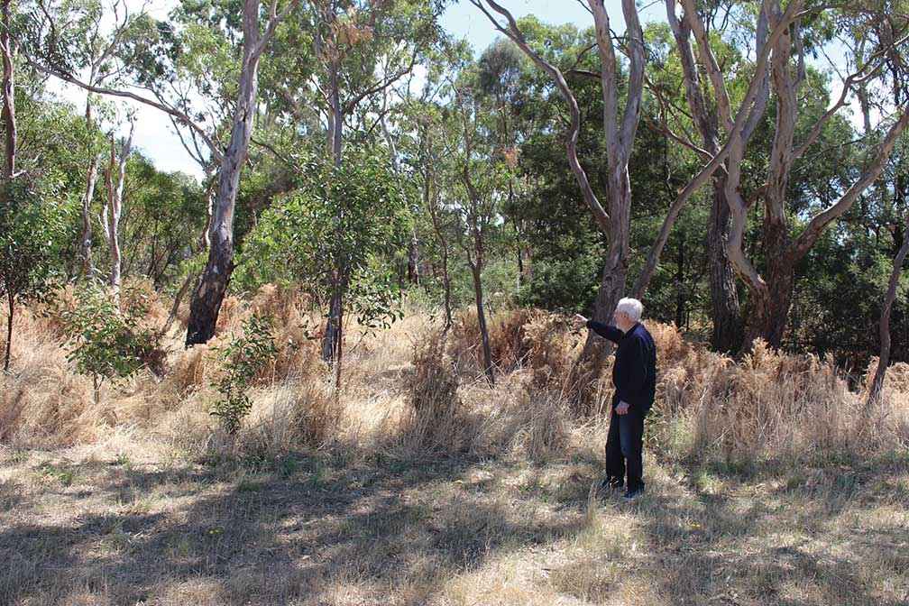Keith Little investigates the recent herbicide spraying of gorse along Cemetery Creek. Regrowth will be monitored and controlled by Ararat Landcare Group members. 