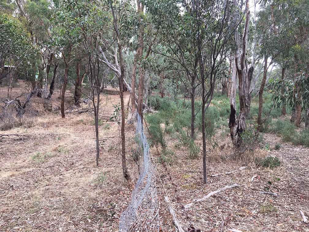 Gorse is controlled along Cemetery Creek (left of the fence) by Ararat Landcare Group members. On private land, gorse is starting to dominate the understorey. 