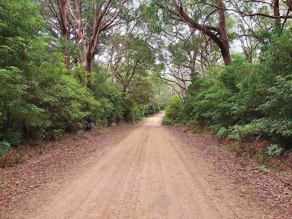 Before: Blacks Road near Portland had been infested with sweet pittosporum for many years.