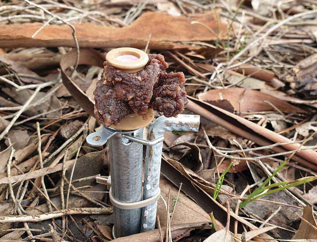 A Canid Pest Ejector with dehydrated beef lure at St Helens Flora Reserve. 