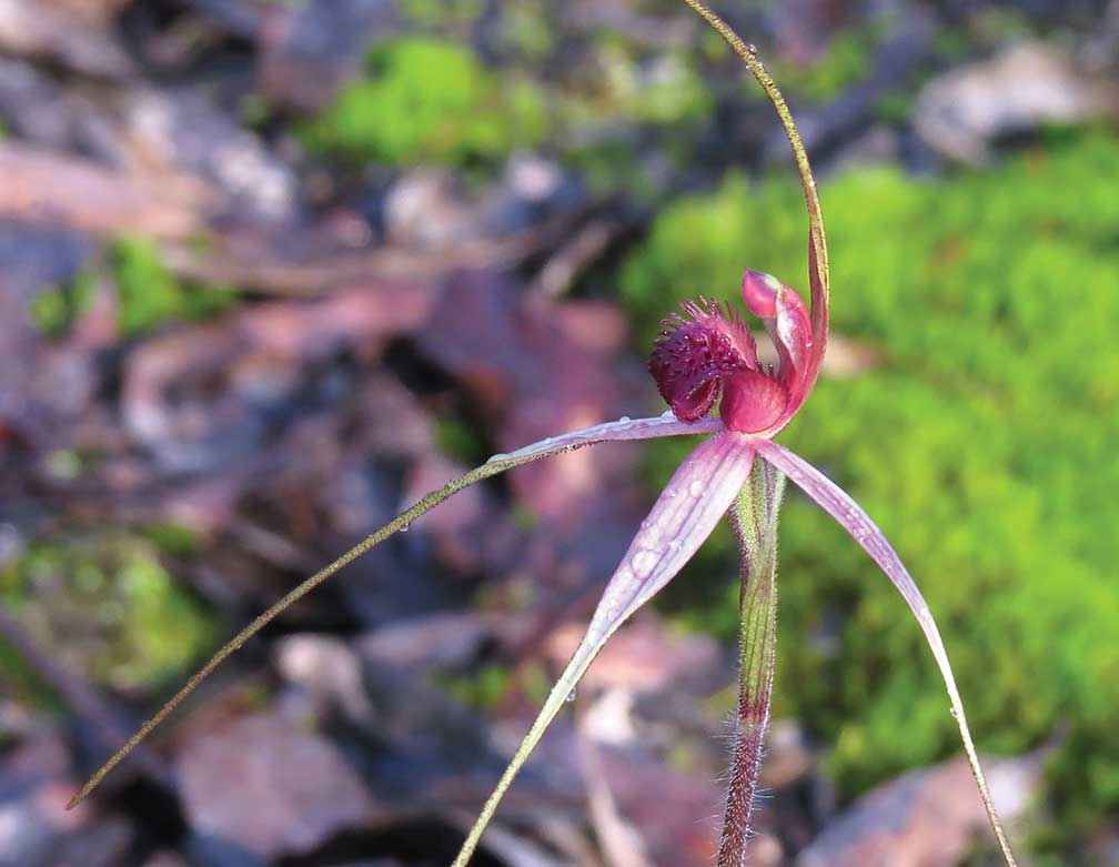 The wine-lipped spider orchid is making a comeback on the co-op.