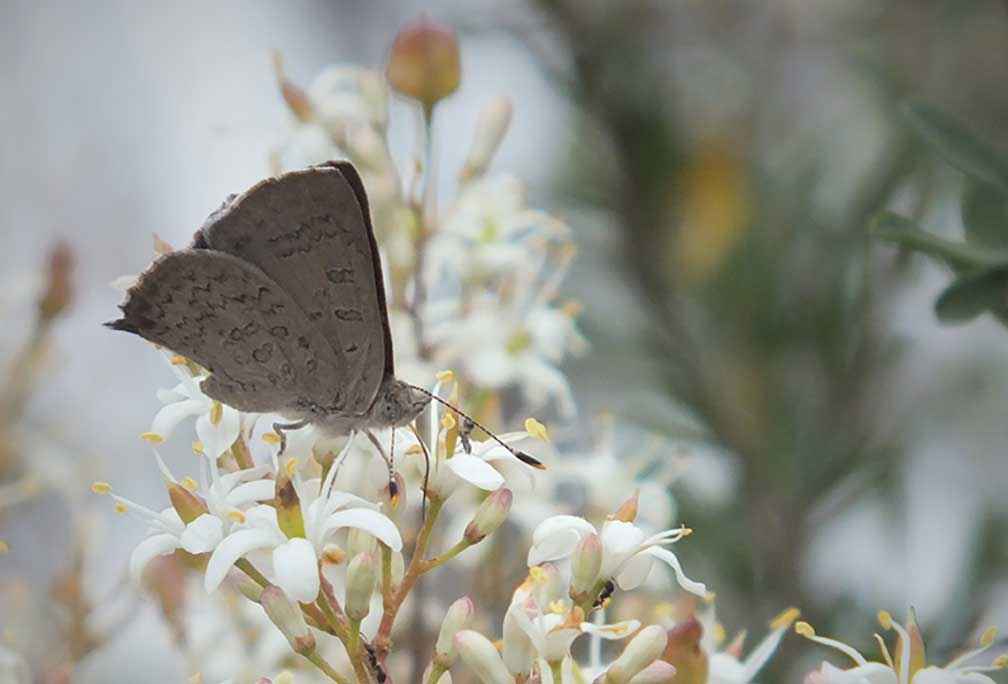 An Eltham copper butterfly on the flower of a sweet bursaria.
