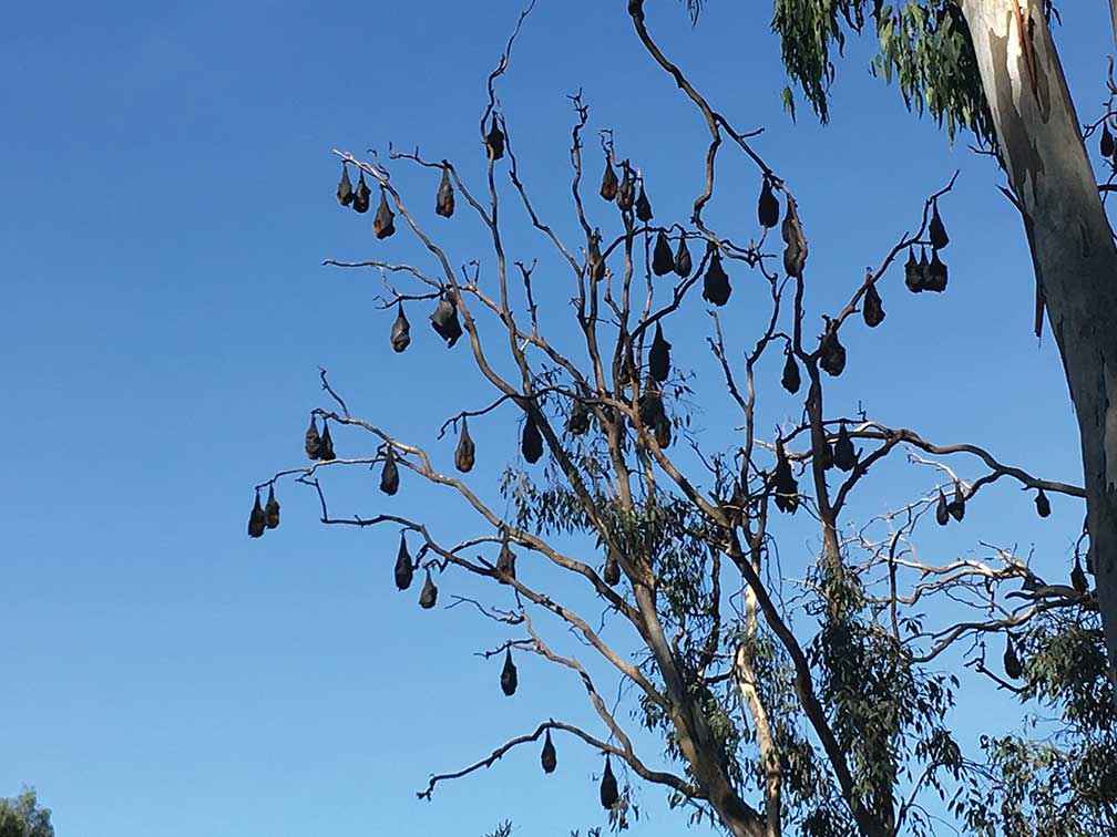 Flying-foxes are very susceptible to extreme heat. Thousands can die during heatwaves.