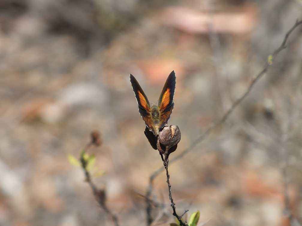The Eltham copper butterfly is a small attractive butterfly with bright copper colouring on the tops of its wings that lives in dry open woodlands.