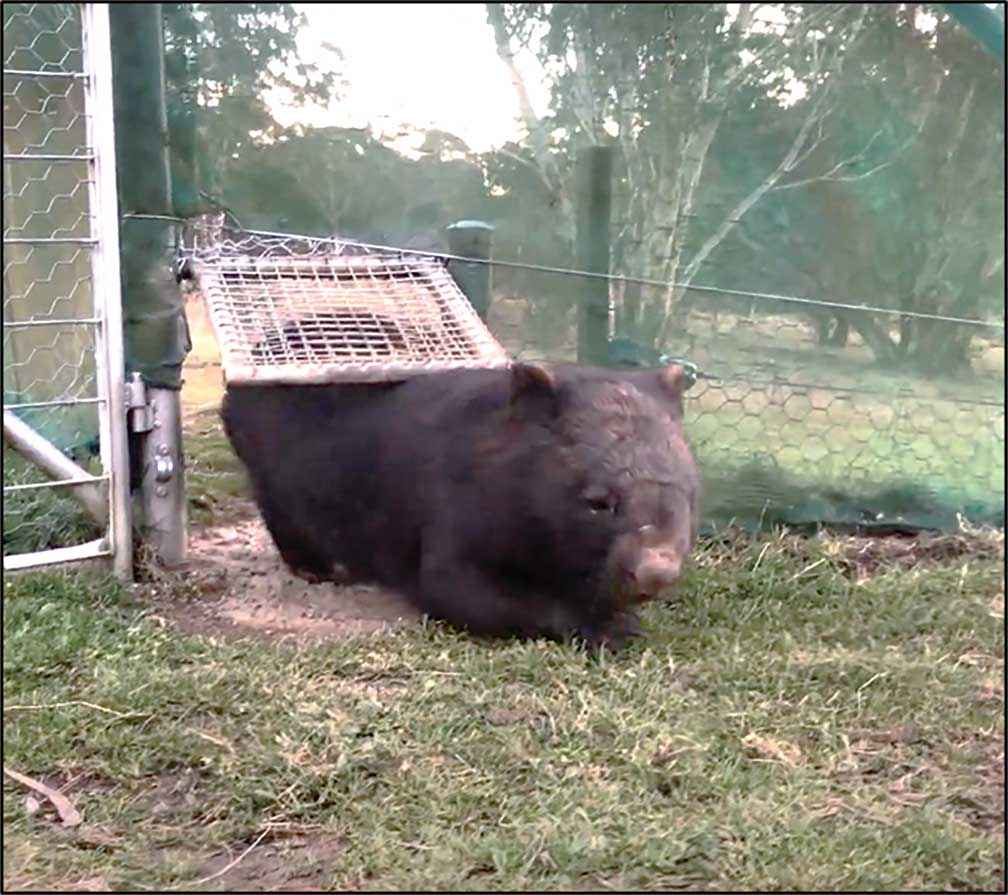 A wombat swing gate can prevent damage to fences. Gates with mange treatment containers have also been developed. 