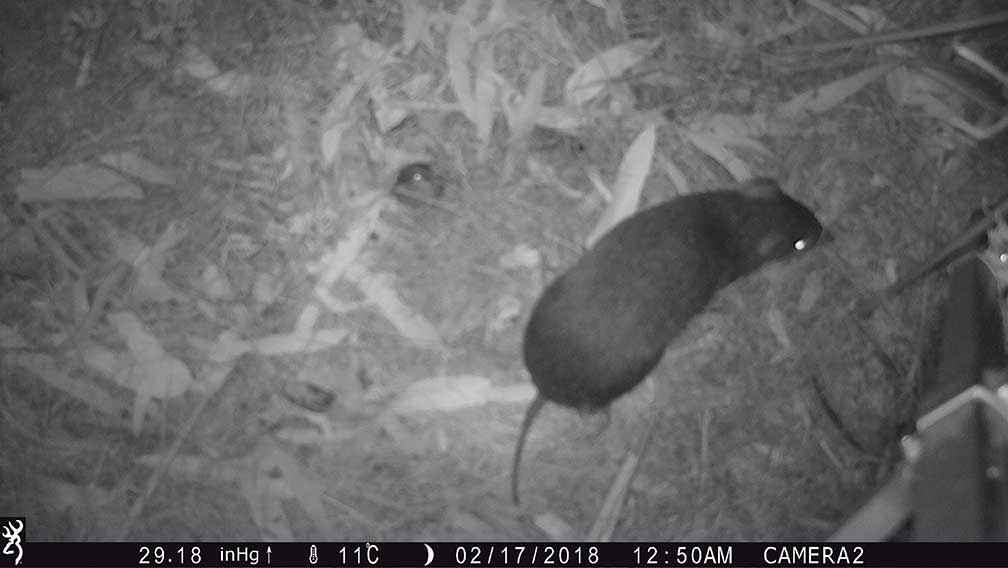 Eureka – the first southern brown bandicoot captured on camera on the Carlyle’s property in the Grampians.