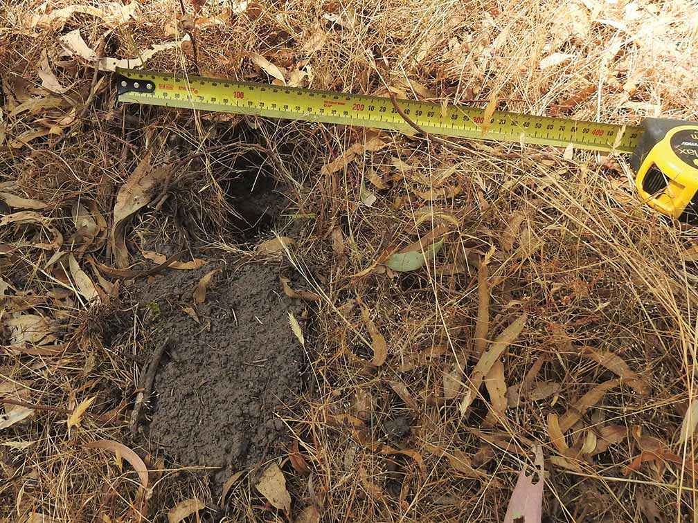 Typical marks from southern brown bandicoot diggings.