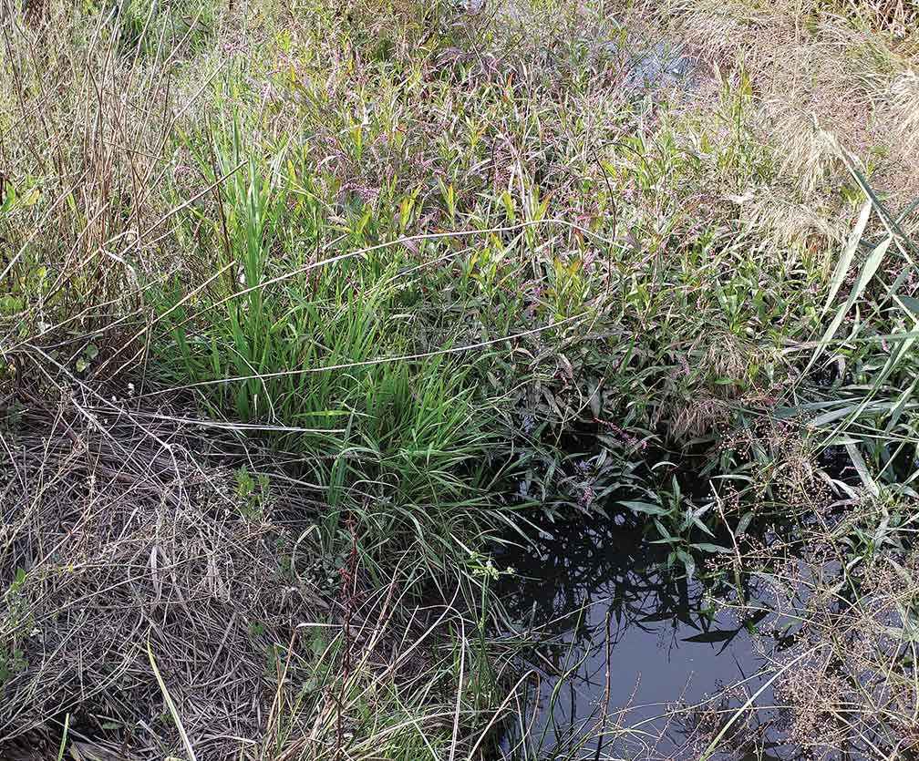 Bolboschoenus medianus, Persicaria decipiens, Carex appressa, Cyperus gunnii and Alisma plantago-aquatica are visible in the semi-aquatic zone – along with some weeds.