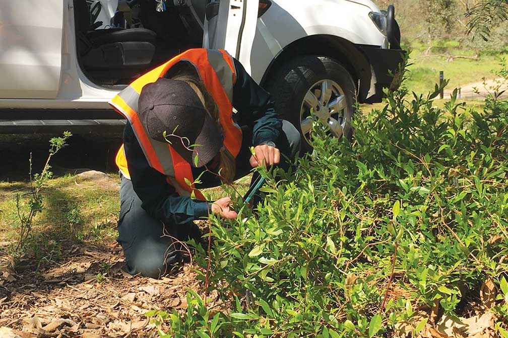 Identifying environmental weeds in the field using iNaturalist.