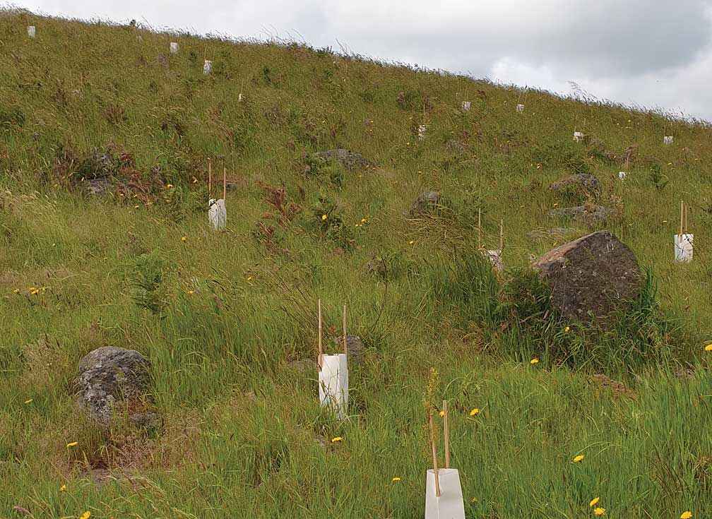 Landcare shelterbelt with tree guards on a rocky outcrop at Aringa North Station. This shelterbelt was funded by the Moyne Community Carbon Project in 2021.<br />
