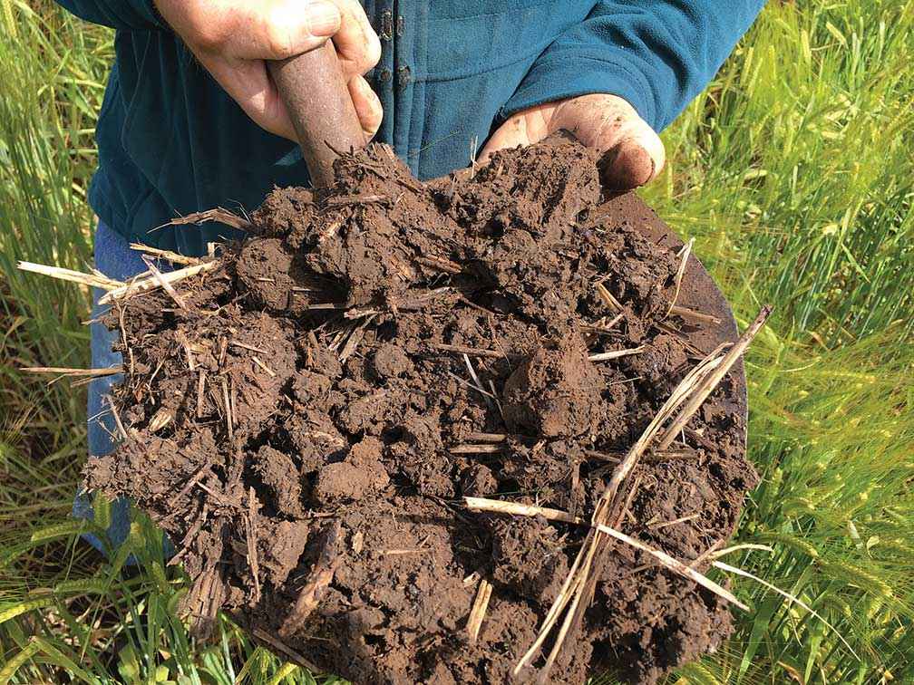 A soil sample from the control plot.<br />
<br />
