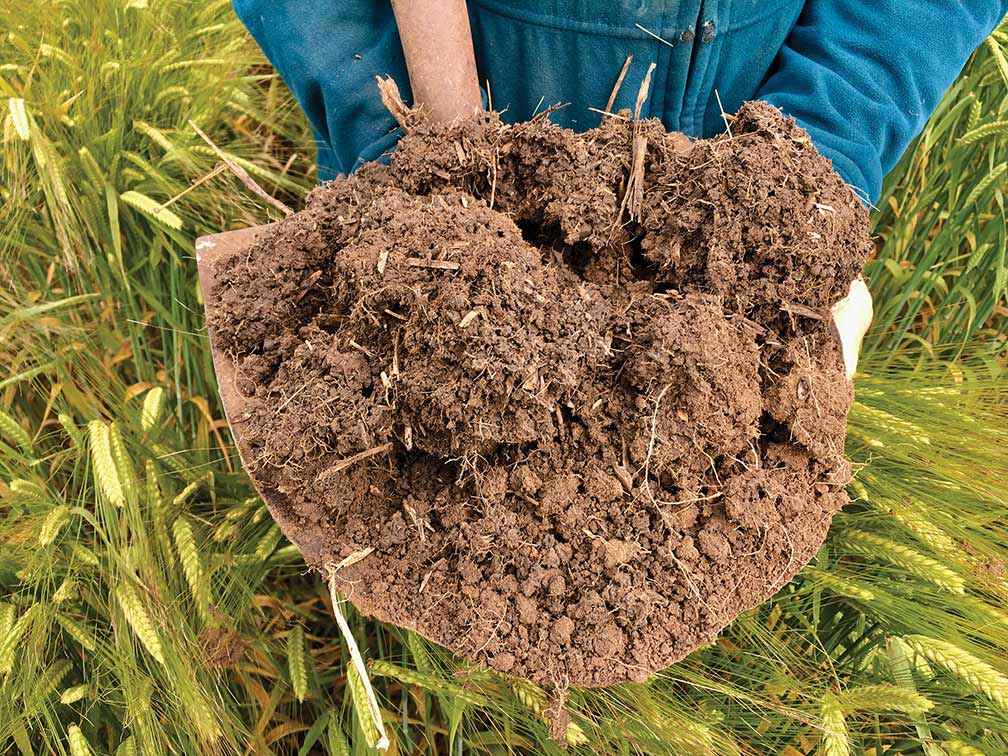 A sample of soil treated with extra nutrients.<br />
<br />
