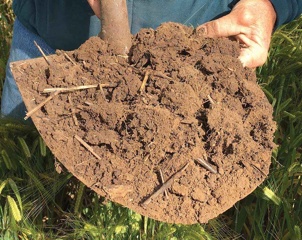 A soil sample treated with the biological blend.