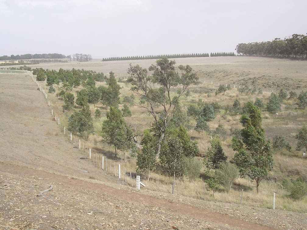 Spring Creek in 2006, eight years after planting.