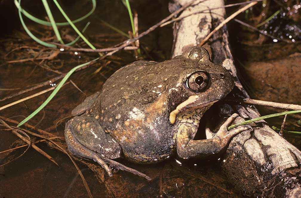 Eastern banjo frog (Limnodynastes dumerilii).
