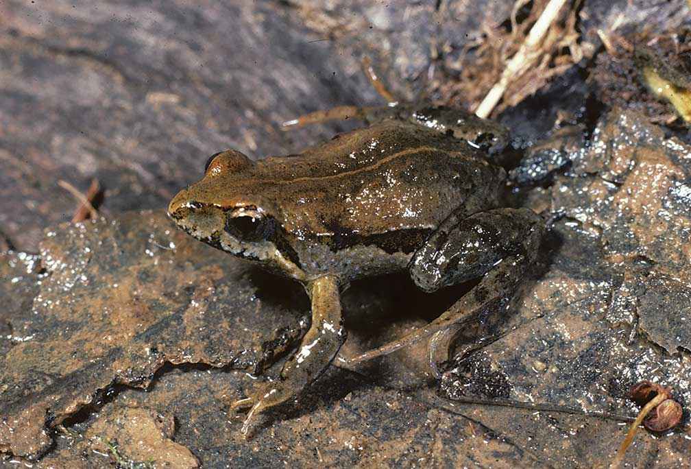Eastern common froglet (Crinia signifera).