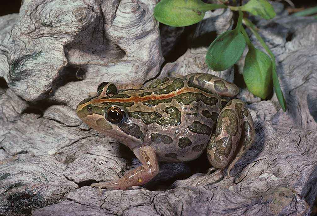 Spotted marsh frog (Limnodynastes tasmaniensis).