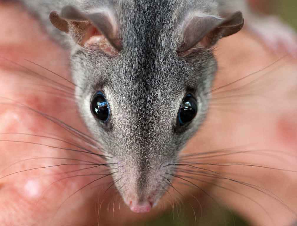 Brush-tailed phascogale (Phascogale tapoatafa).