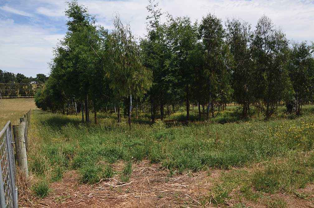 The trial site in December 2017 showing strong tree and pasture growth.