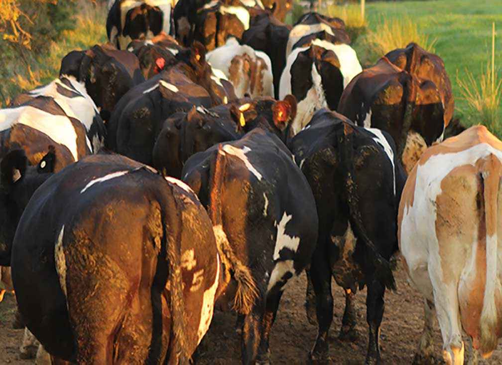 Several wet winters followed by six months of drought conditions over the summer of 2016 showed that Australian dairy farmers operate their businesses in some of the riskiest weather and climate patterns anywhere in the world.