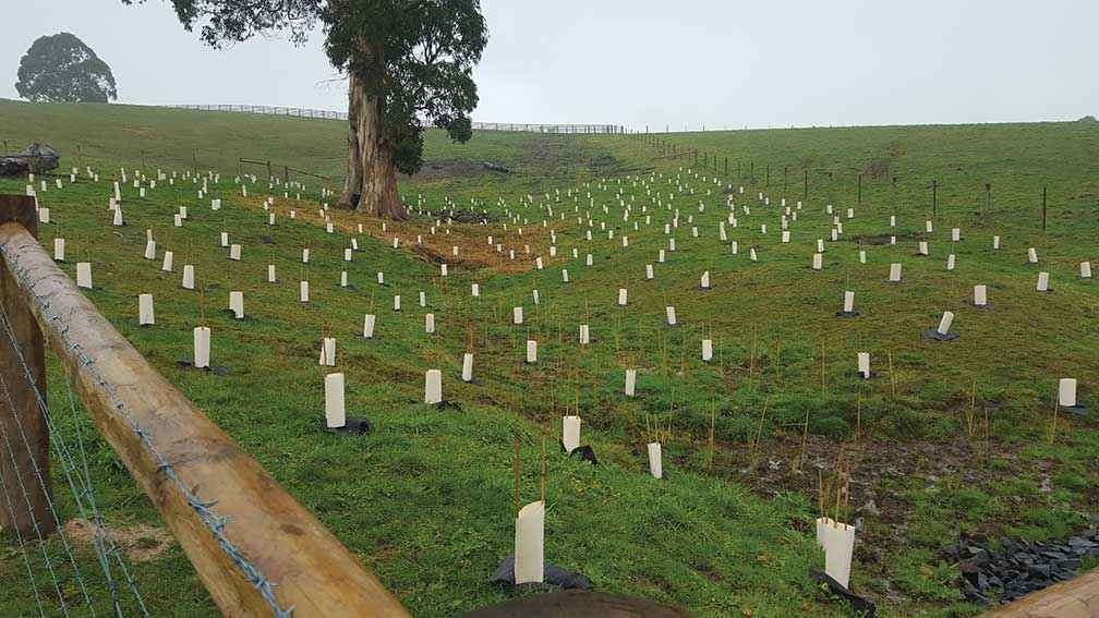 A Tarago Catchment Sustainable Farms Project that provided fencing and revegetation in an eroded area above a paddock spring.