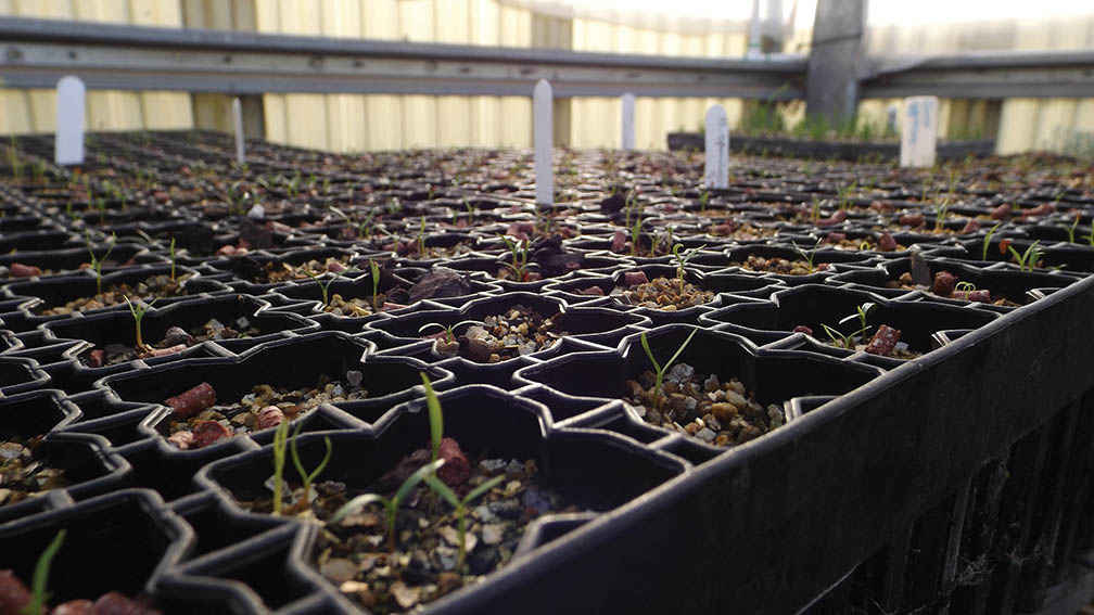 Native vegetation shelterbelt species for The Green Line project growing at the South West TAFE nursery at Warrnambool.
