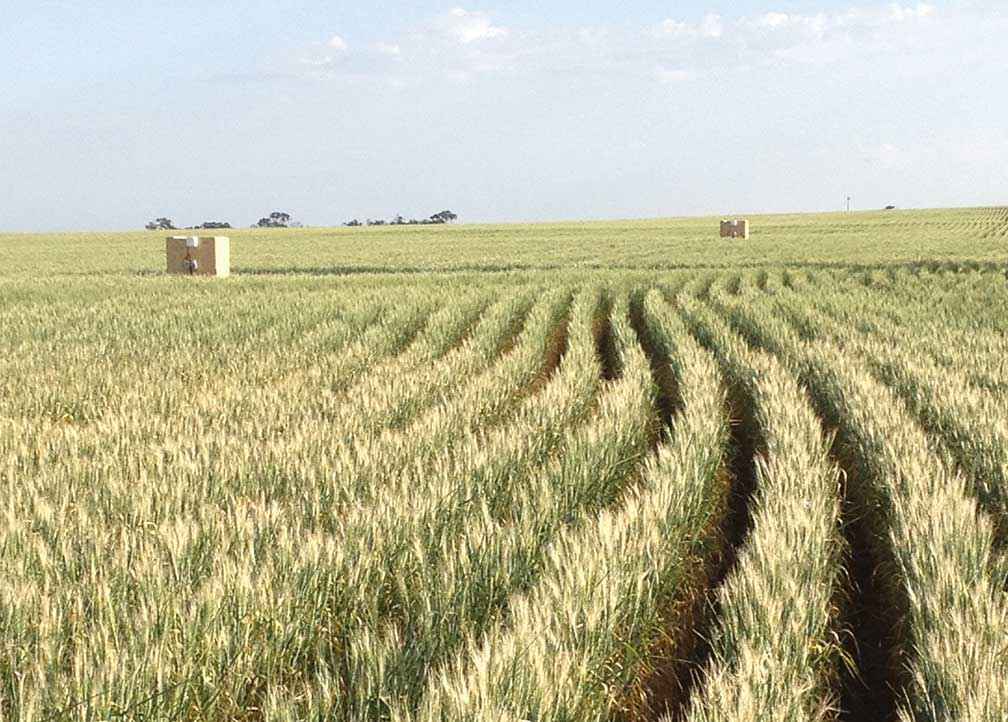 Frost affected wheat in the Wimmera in 2015. The chambers monitor the relative impact of frost on yield.
