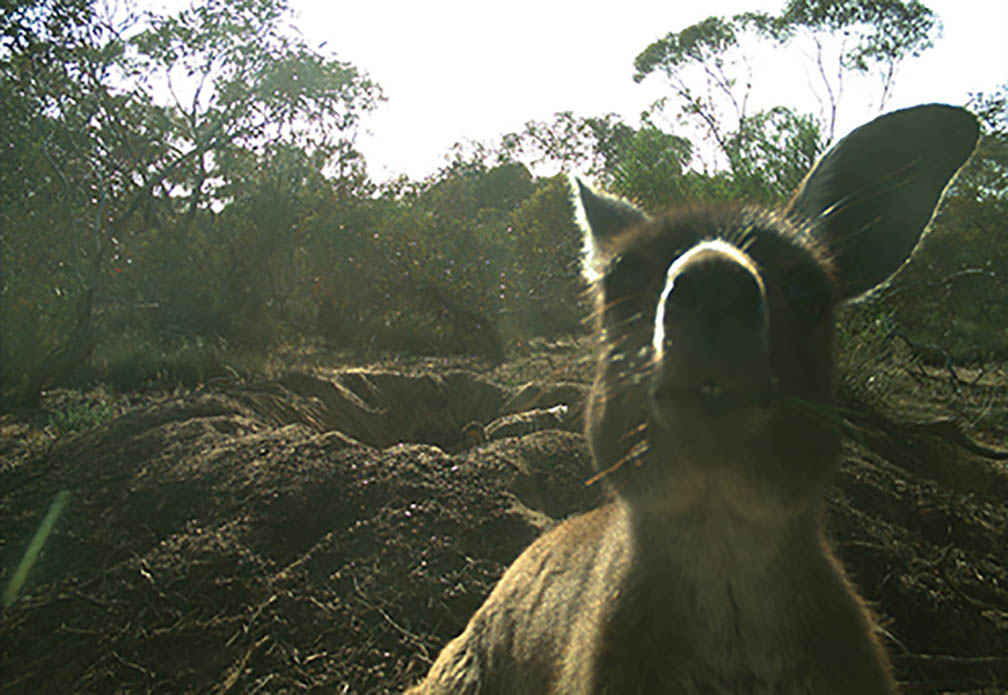 A remote sensing camera set up by the Mallee CMA on a landholder’s property at Hattah captures a kangaroo and a Mallee fowl managing its nest.