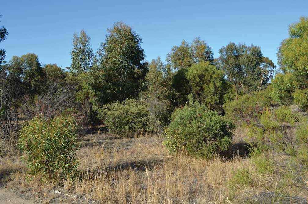 Twelve-year-old revegetation site near Dimboola showing developing trees, shrubs and ground covers. 