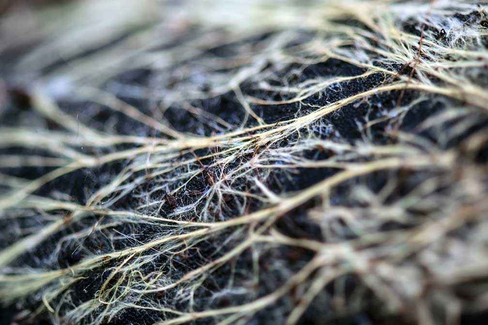 Mycelia provide the architecture of soils underpinning their health and resilience.