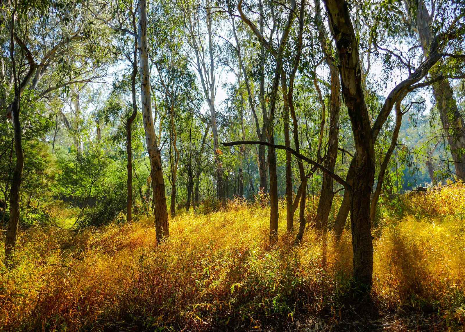 Wangaratta Urban Landcare Group — Victorian Landcare Gateway