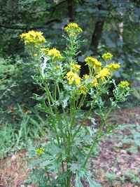 Ragwort_plant.jpg
