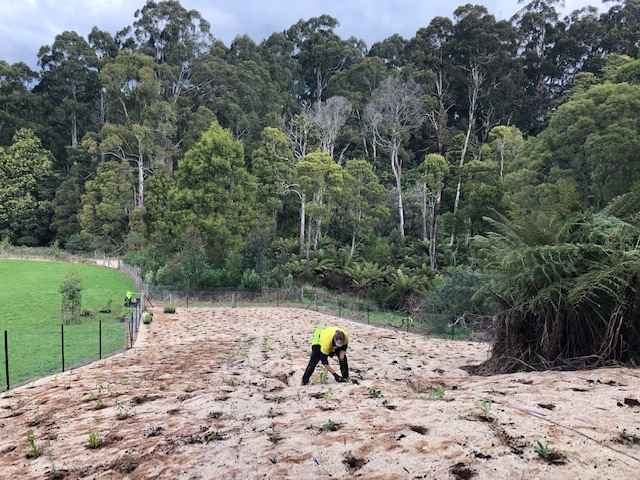 2020 Aug Plot 15 planting.JPG